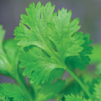 Culinary Herb Windowsill Herb Kit
