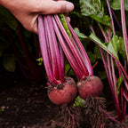 Burpee's Red Ball Beet