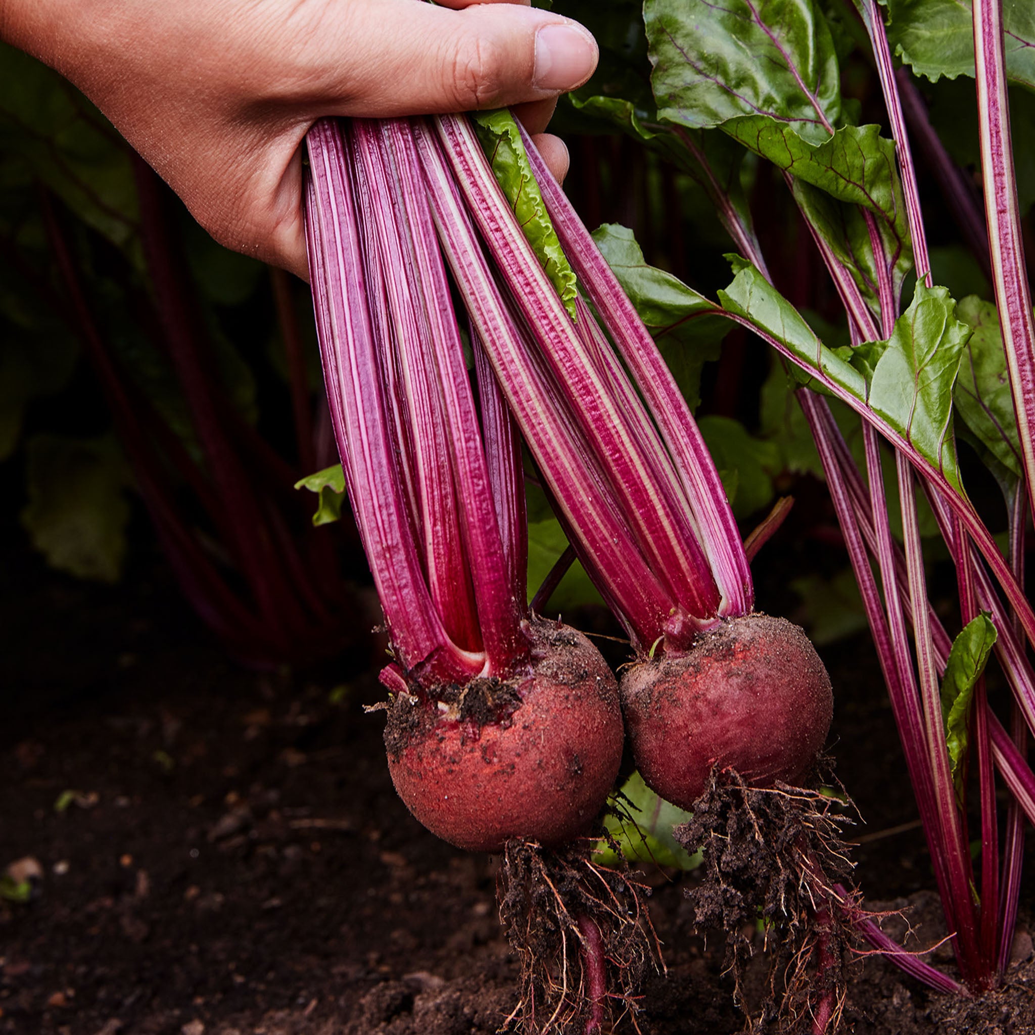 Burpee's Red Ball Beet