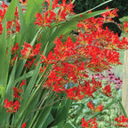 Scarlet Red Crocosmia Bulbs