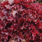 Dolce® Cherry Truffles Heuchera