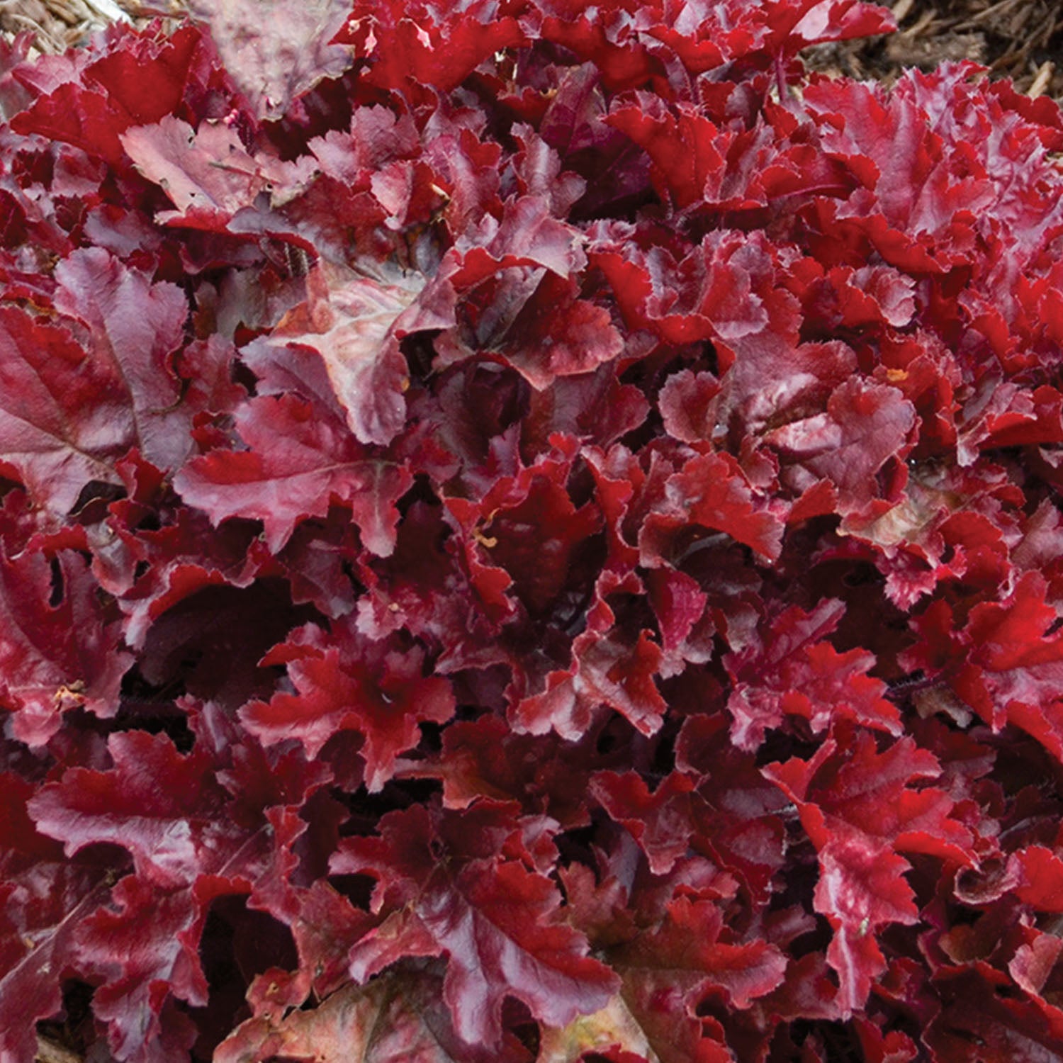 Dolce® Cherry Truffles Heuchera