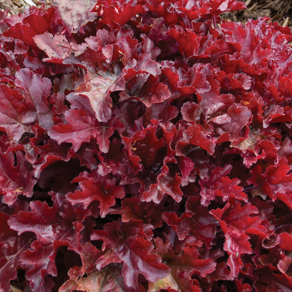 Dolce® Cherry Truffles Heuchera