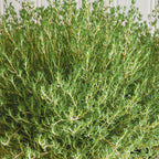 Orangelo Thyme