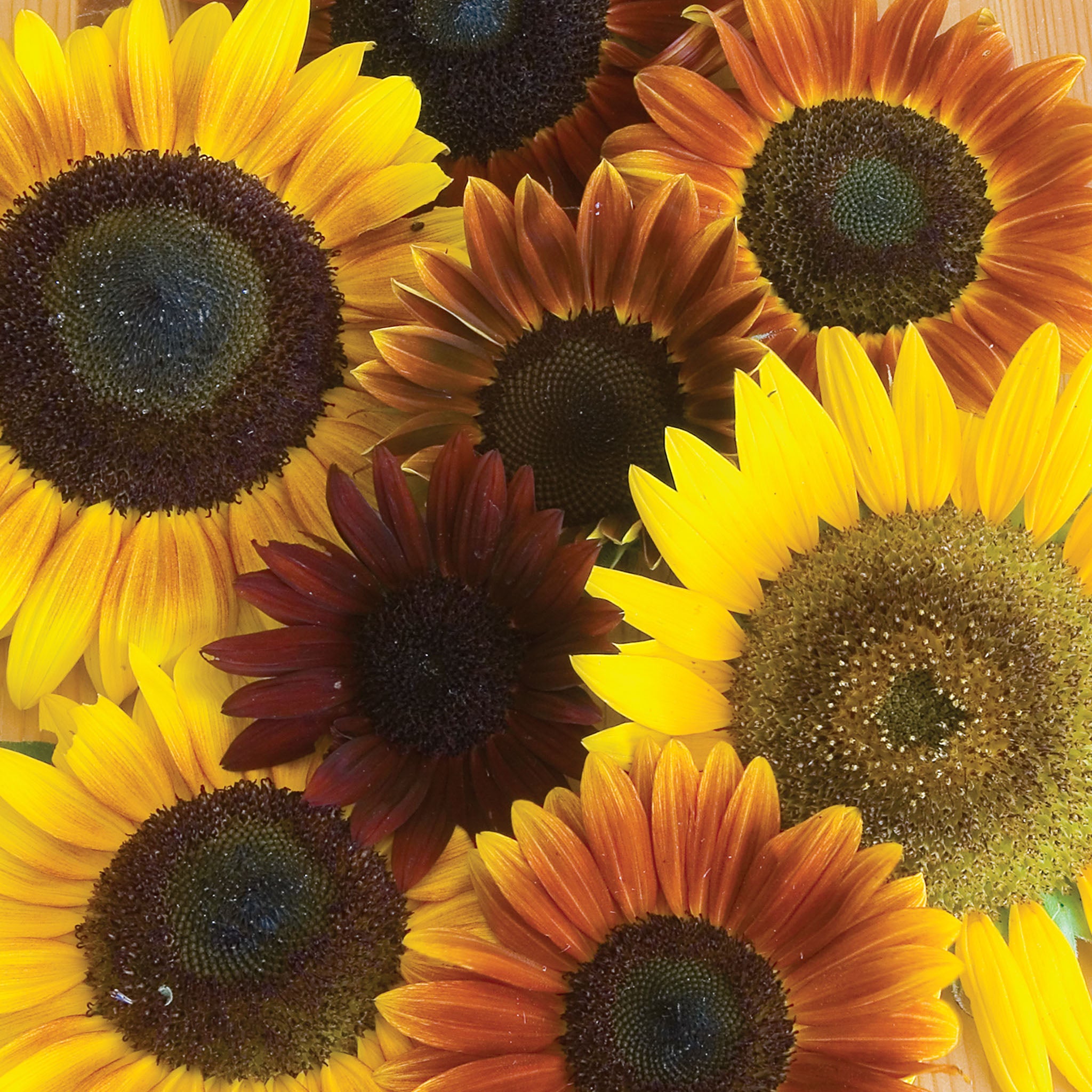 Autumn Beauty Mix Organic Sunflower