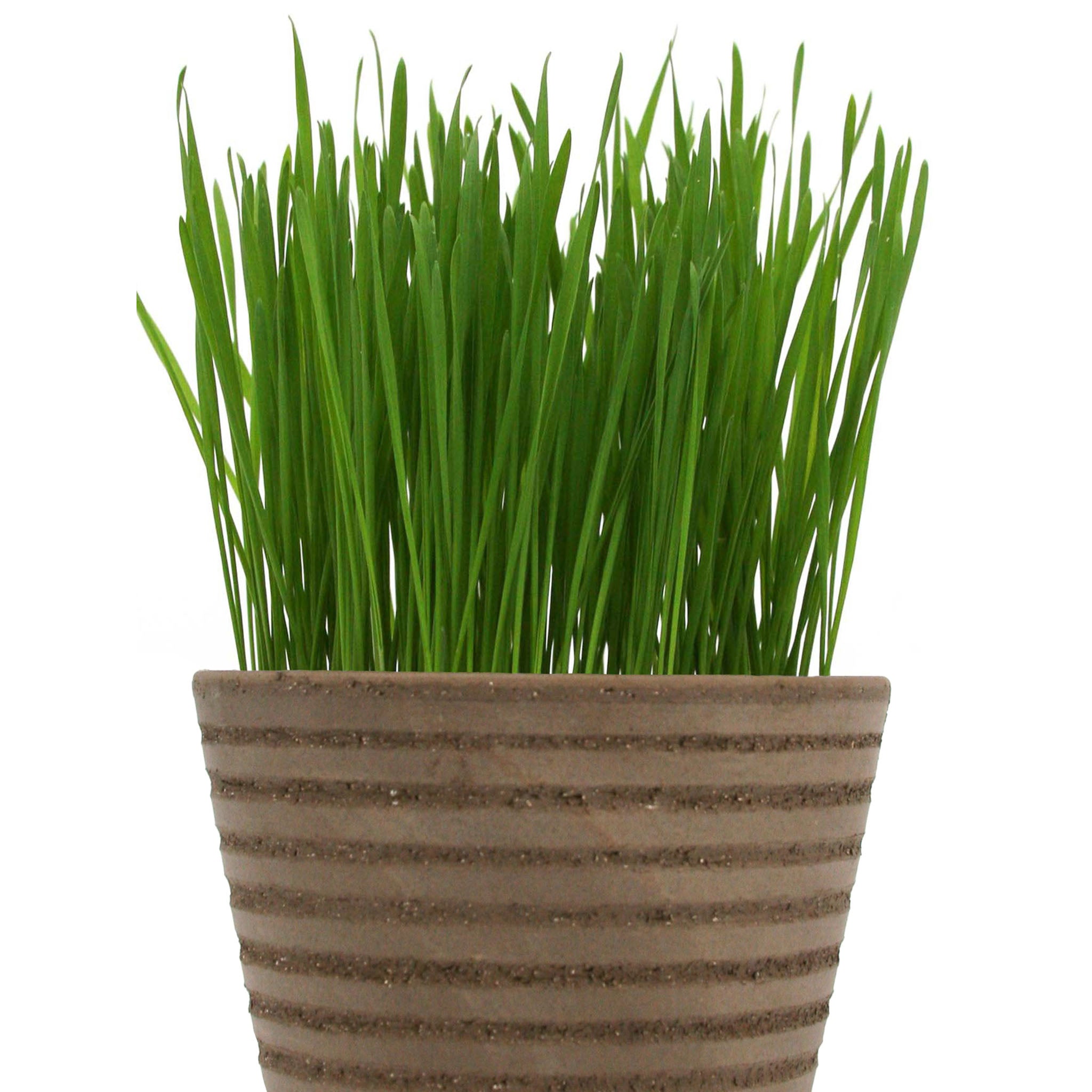 Wheatgrass Organic Sprout