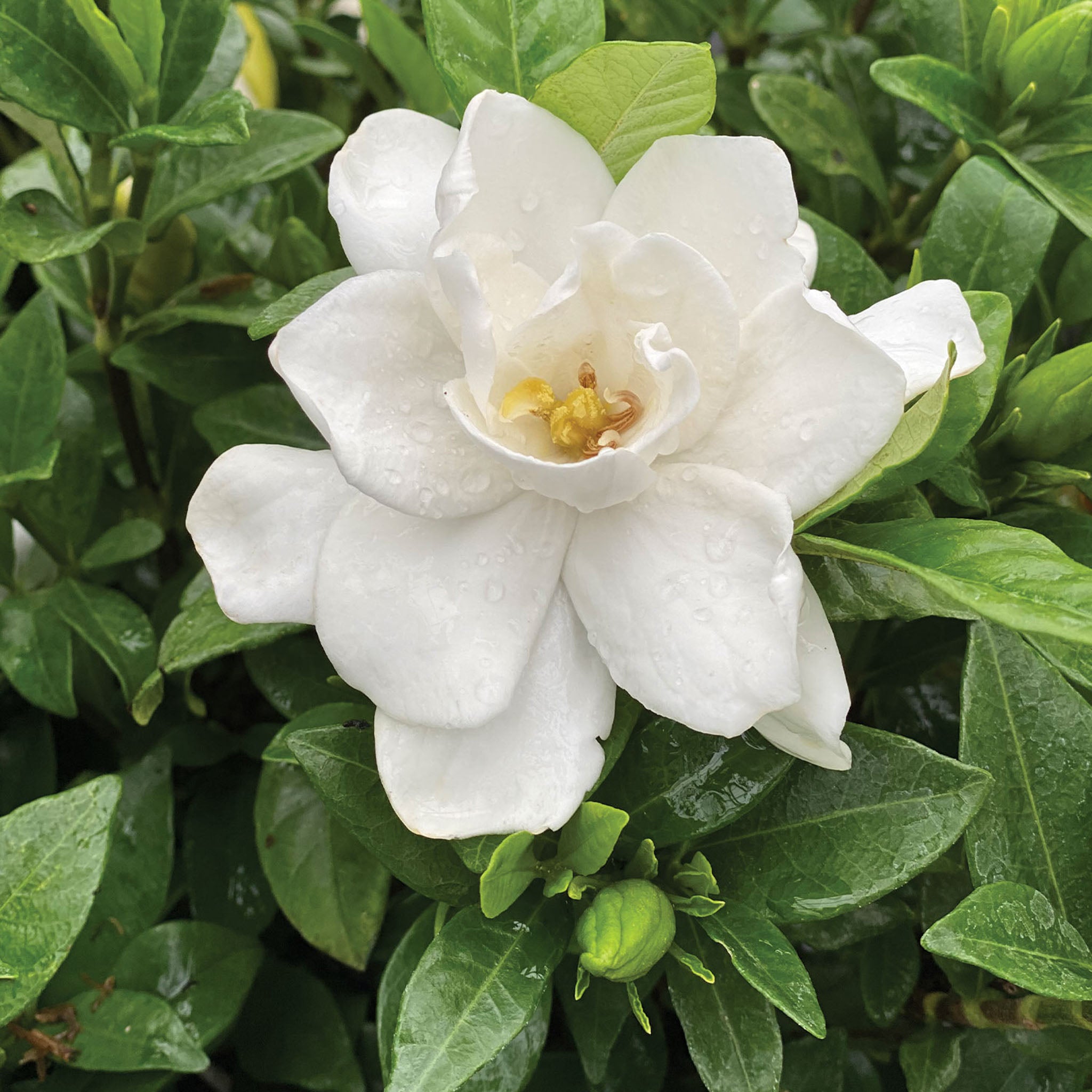 Pillow Talk Gardenia