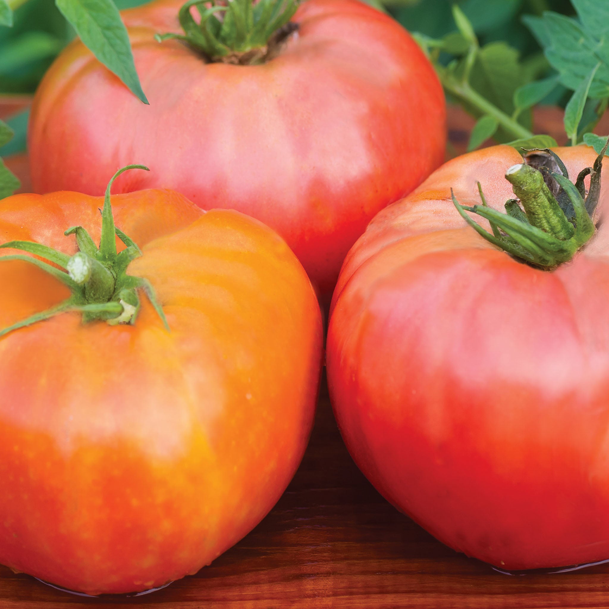 Brandywine Red Tomato