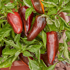 Mocha Swirl Sweet Pepper