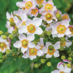 Leather and Lace Anemone Bare Root