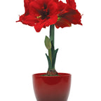 Ferrari Amaryllis Bulb