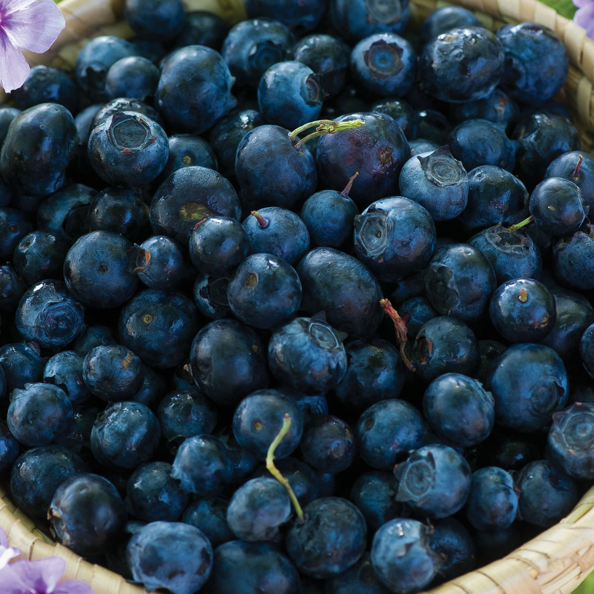 Polaris Blueberry