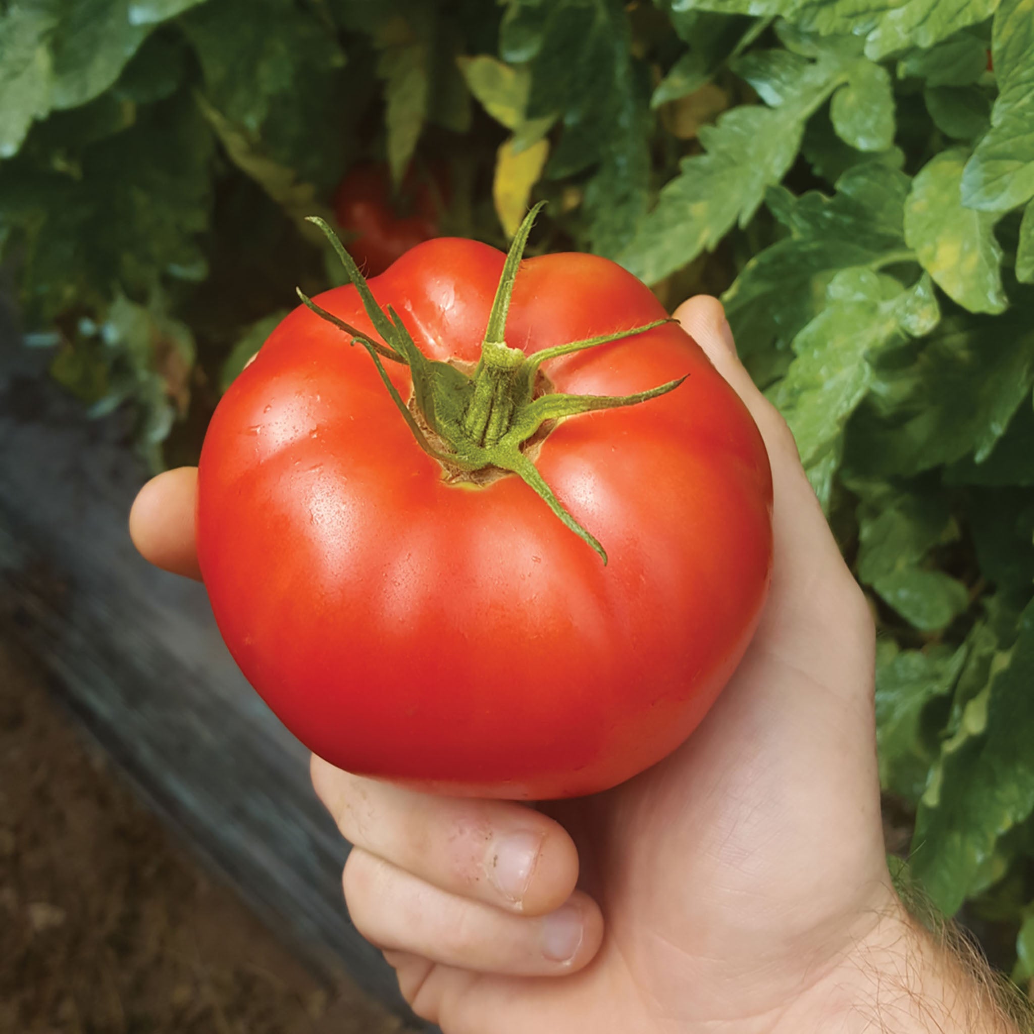 Damsel Tomato