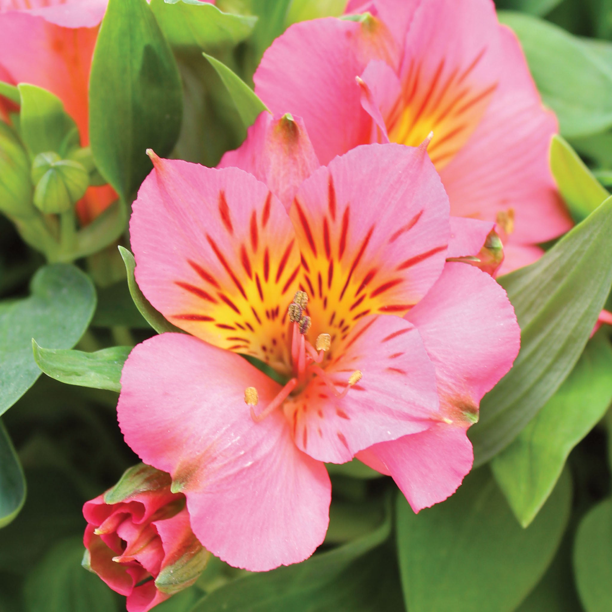 Colorita Elaine Alstroemeria