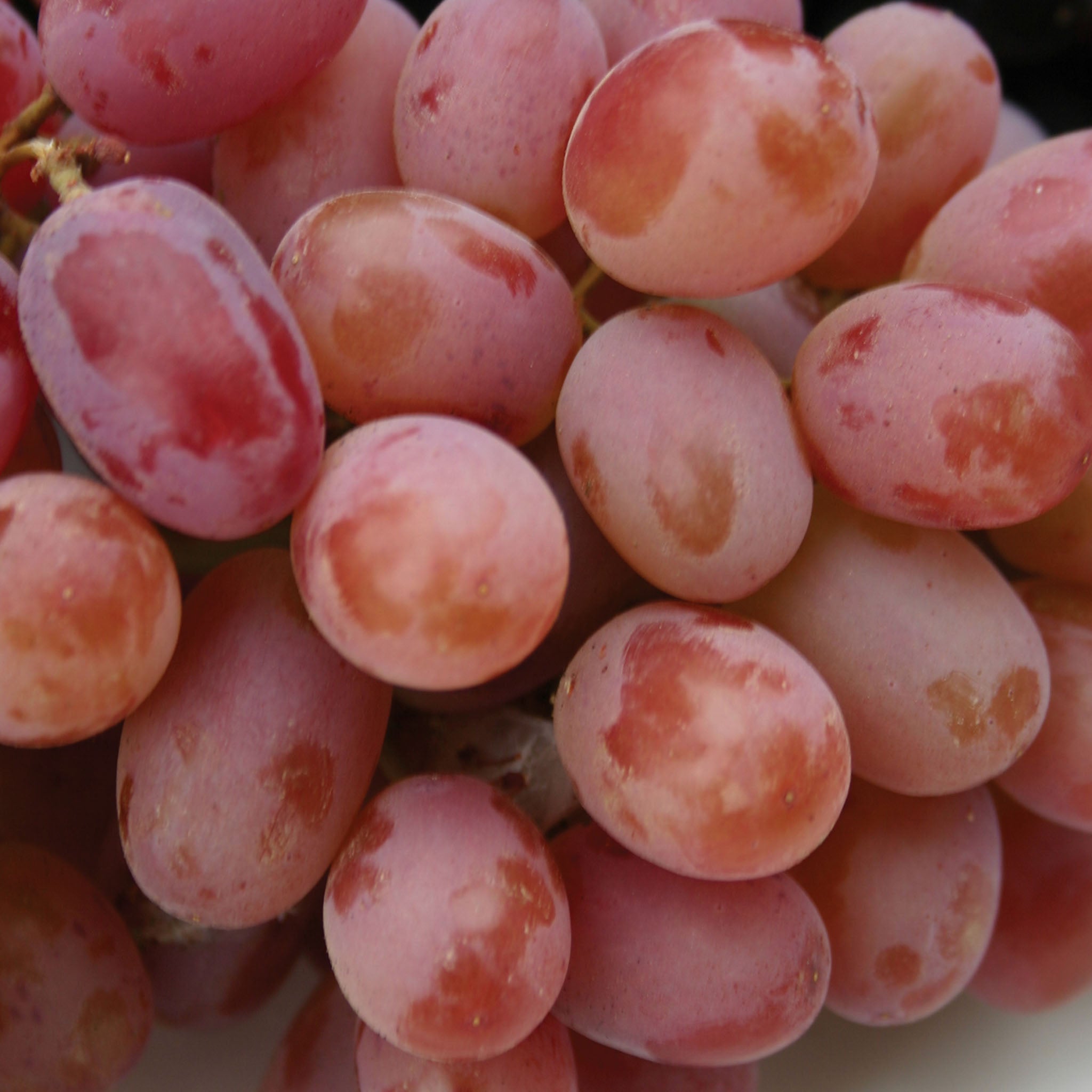 Einset Seedless PP6160 Grape