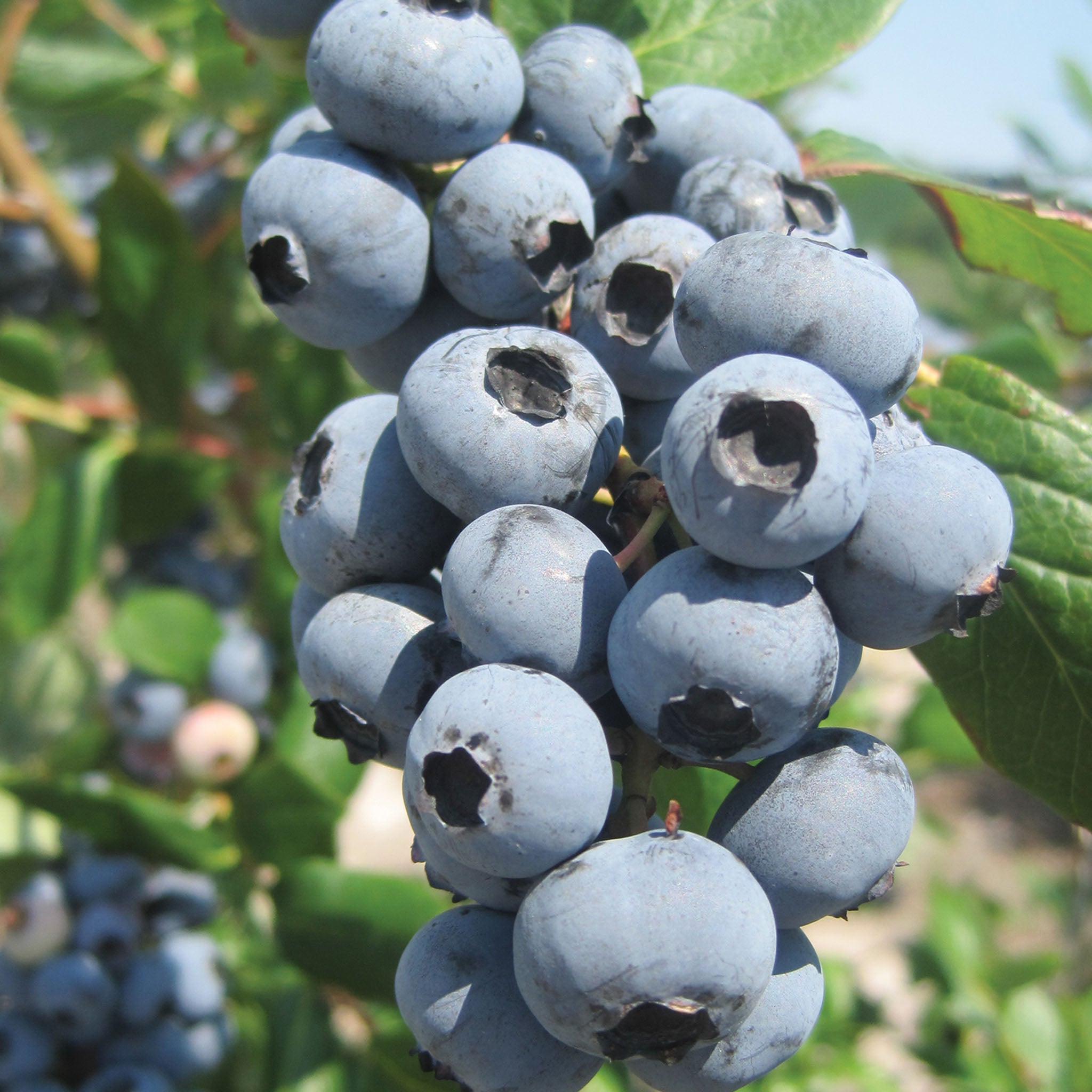 Jewel Blueberry