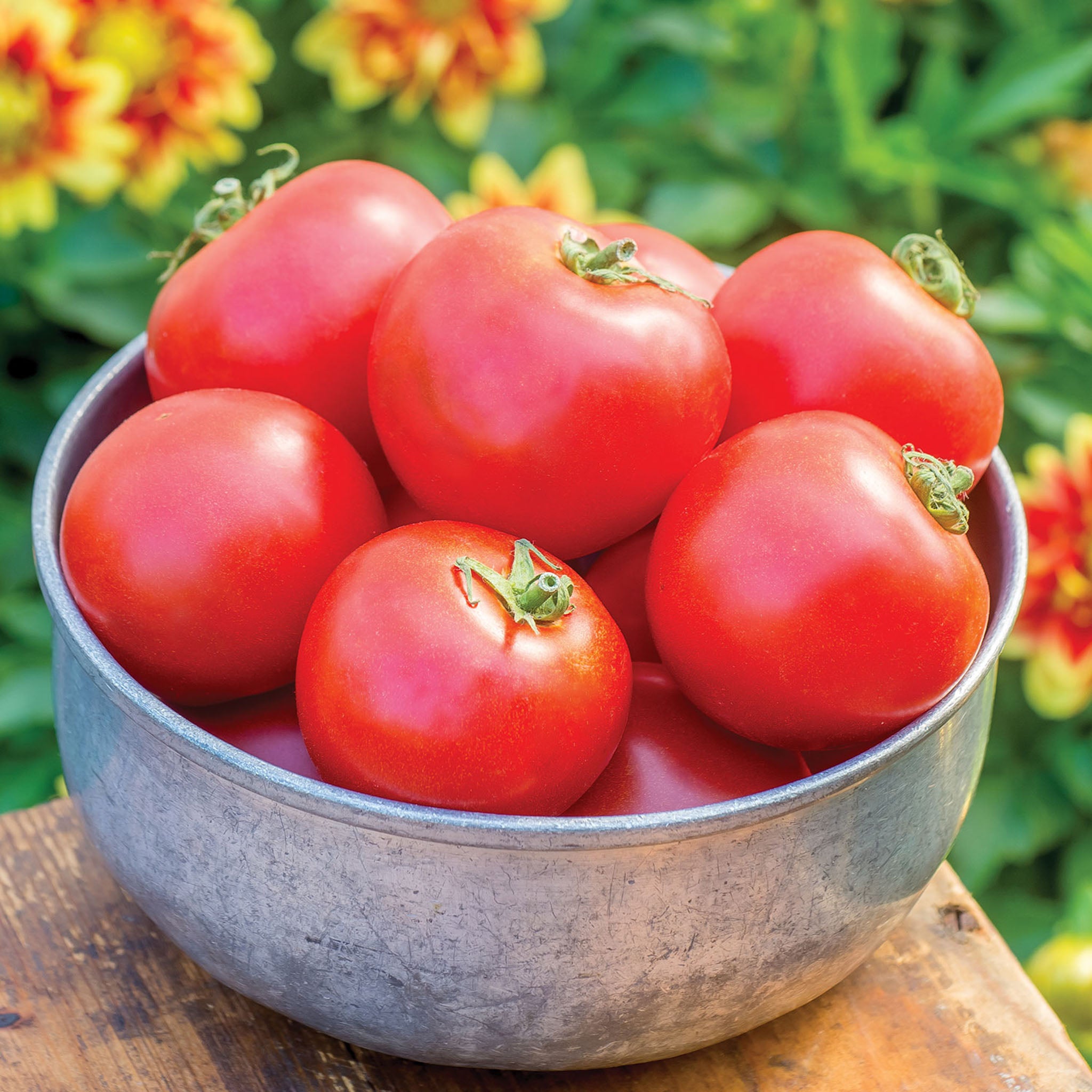 Cloudy Day Tomato