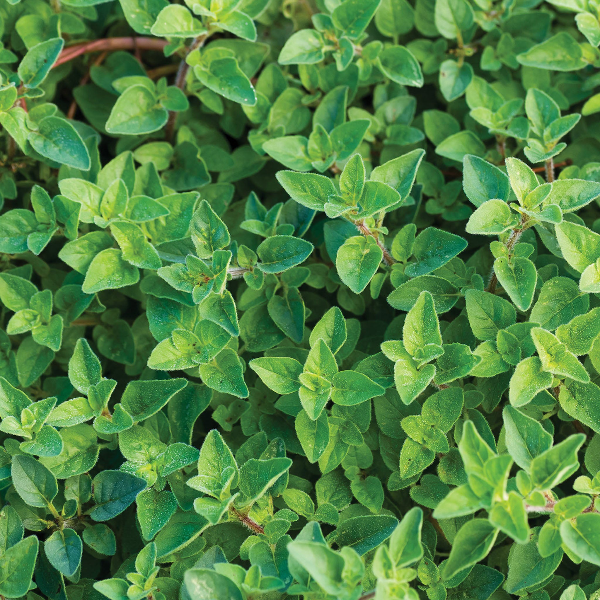 Hot & Spicy Oregano