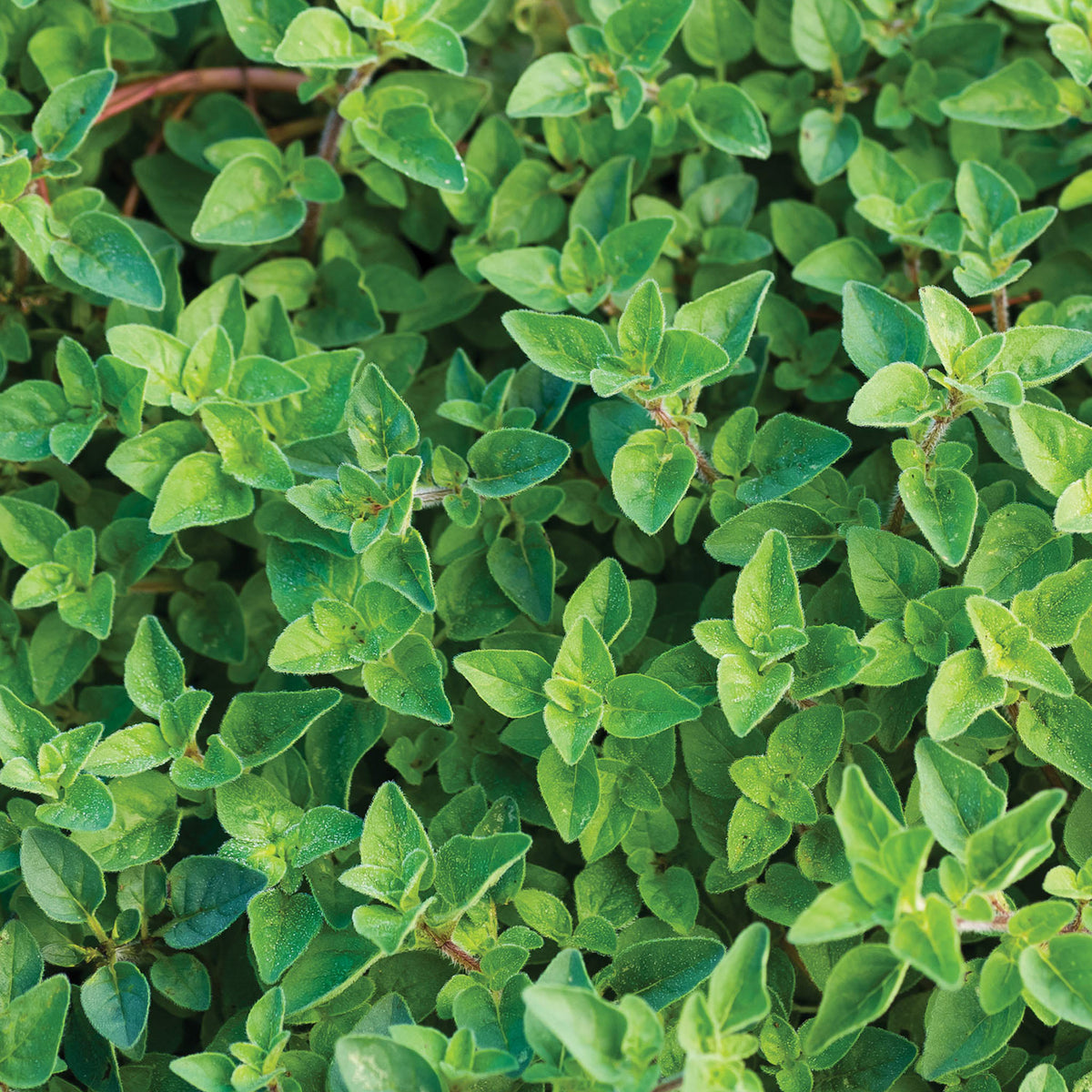 Hot & Spicy Oregano