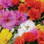 Sundial Mix Portulaca