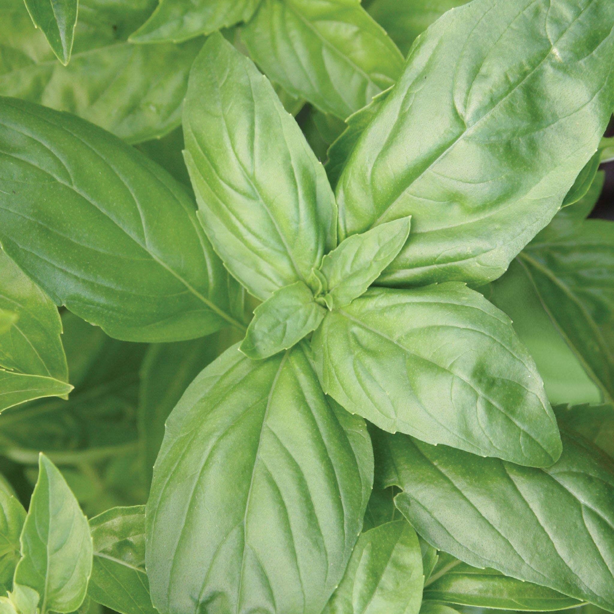 Large Leaf Organic Basil