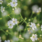 Covent Garden White Babys Breath