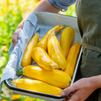Fort Knox Summer Squash
