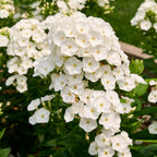 Backlight Phlox