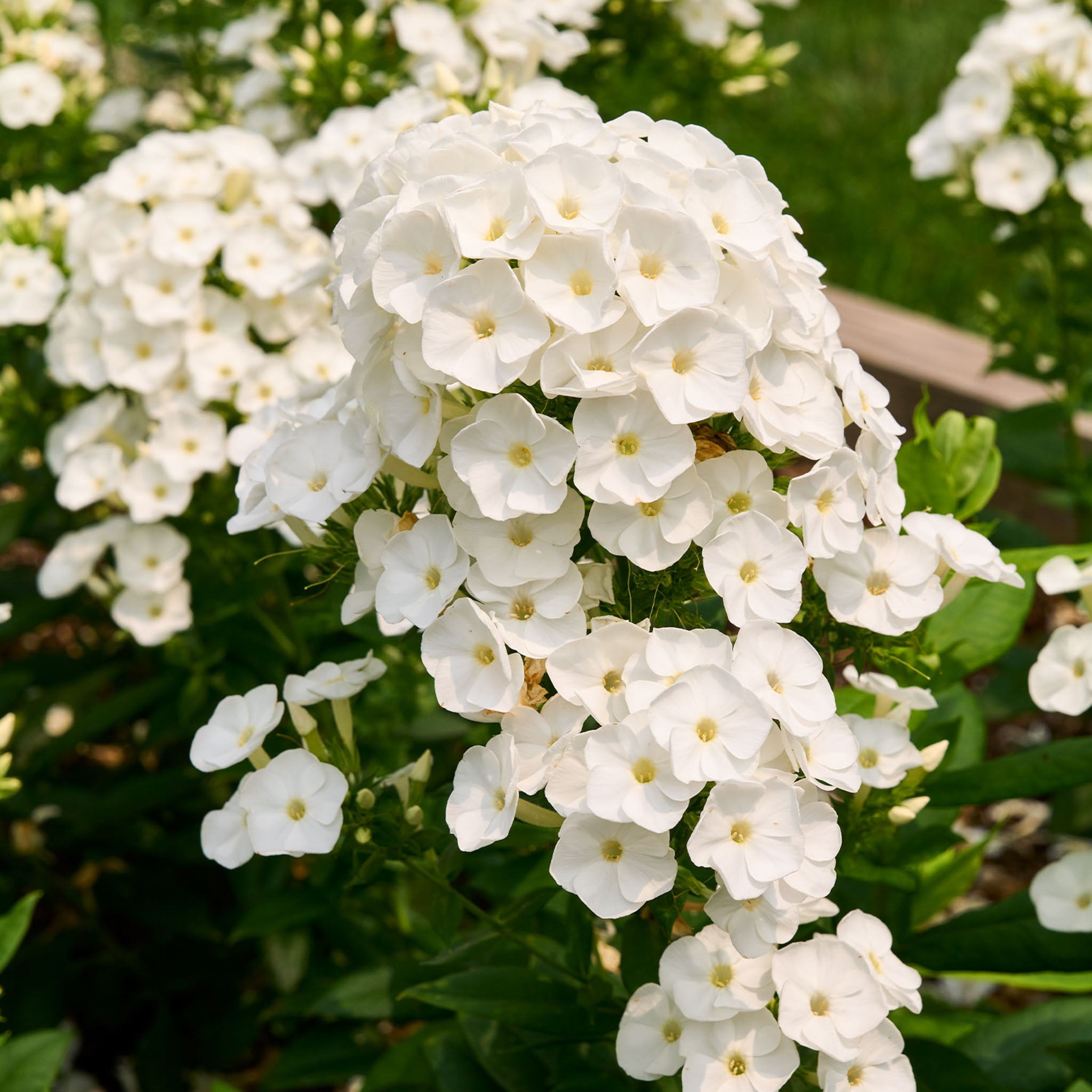 Backlight Phlox