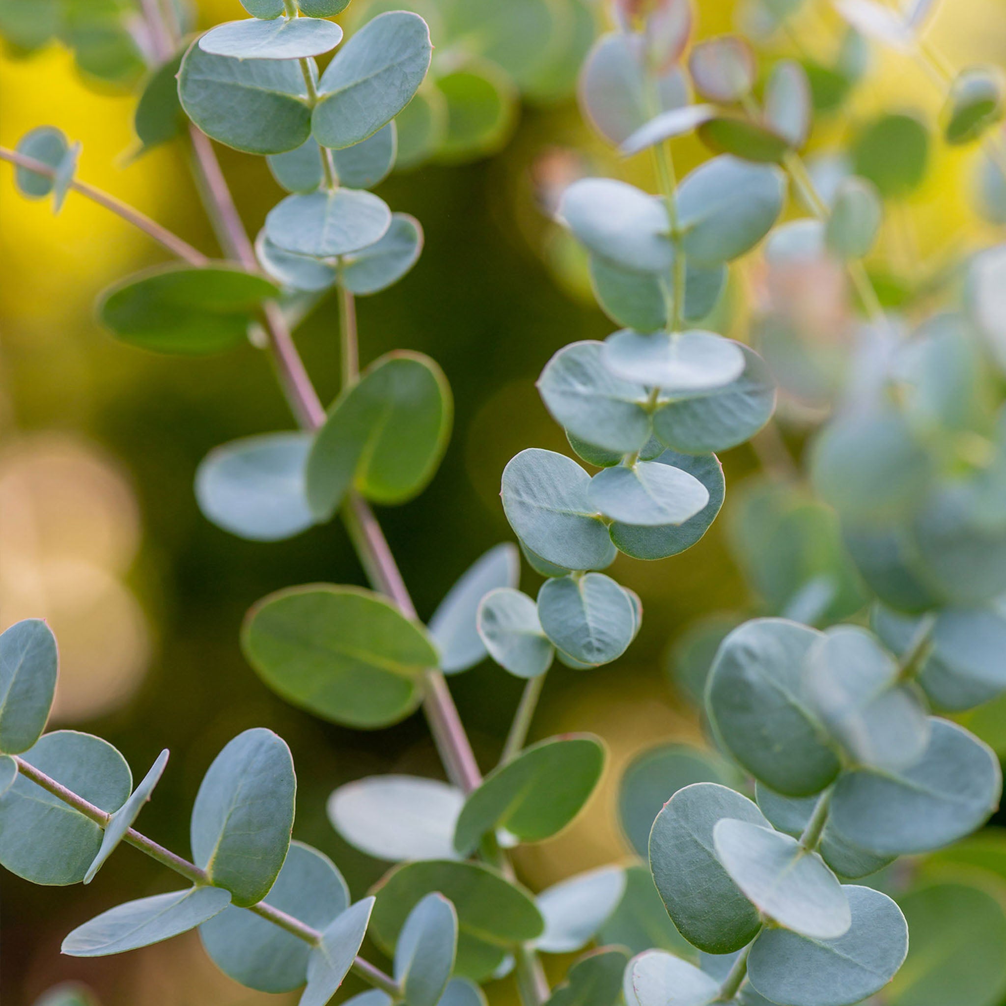 Eucalyptus Gunii Silverdrop Herb