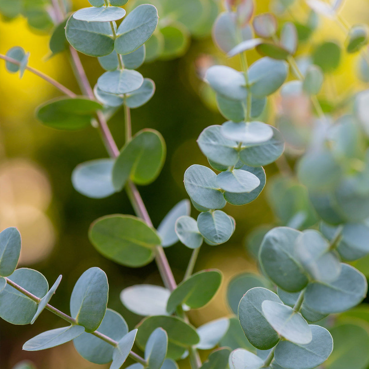 Eucalyptus Gunii Silverdrop Herb