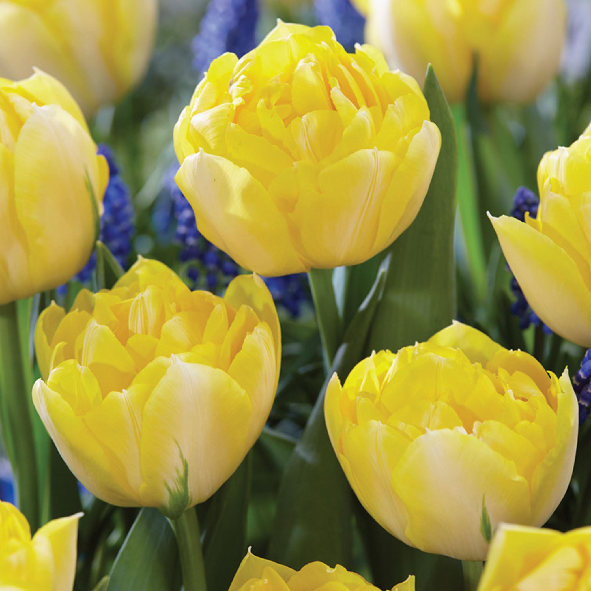 Secret Perfume Tulip Bulbs