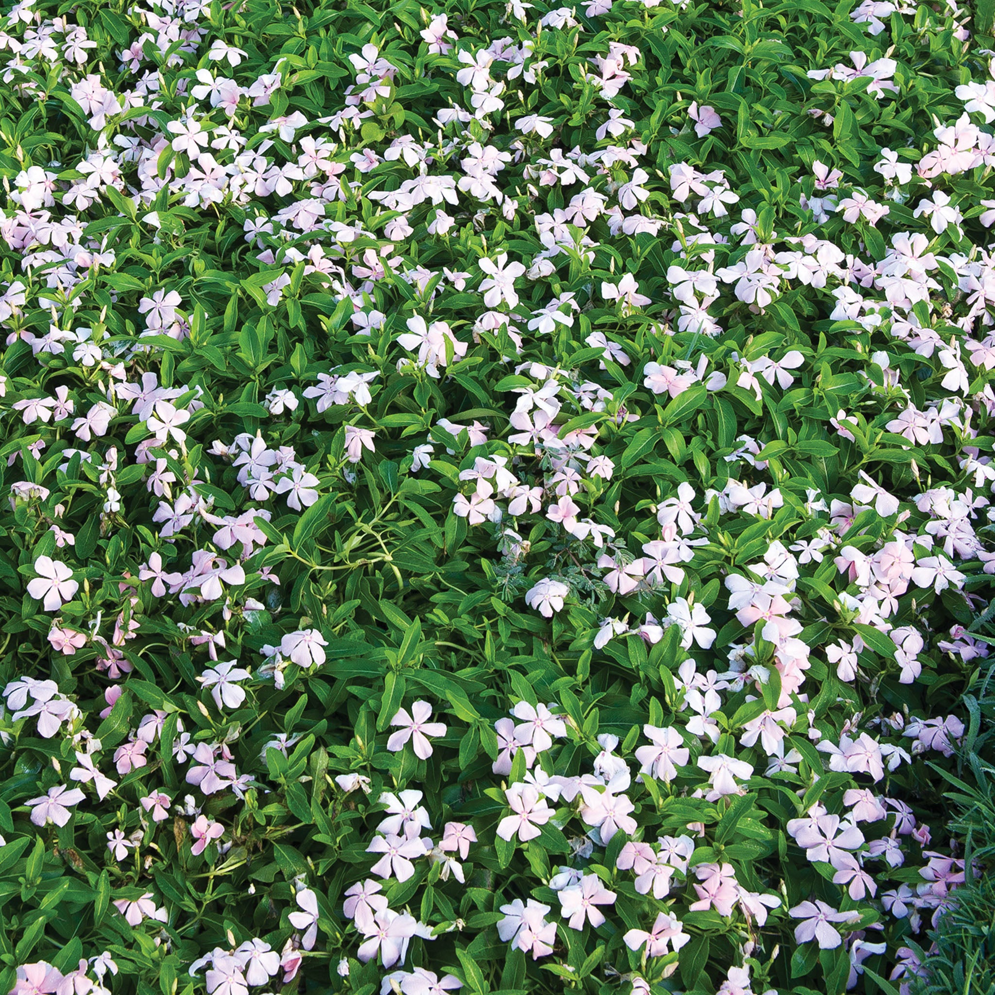 Peach Trailing Vinca