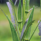 Go Big Okra