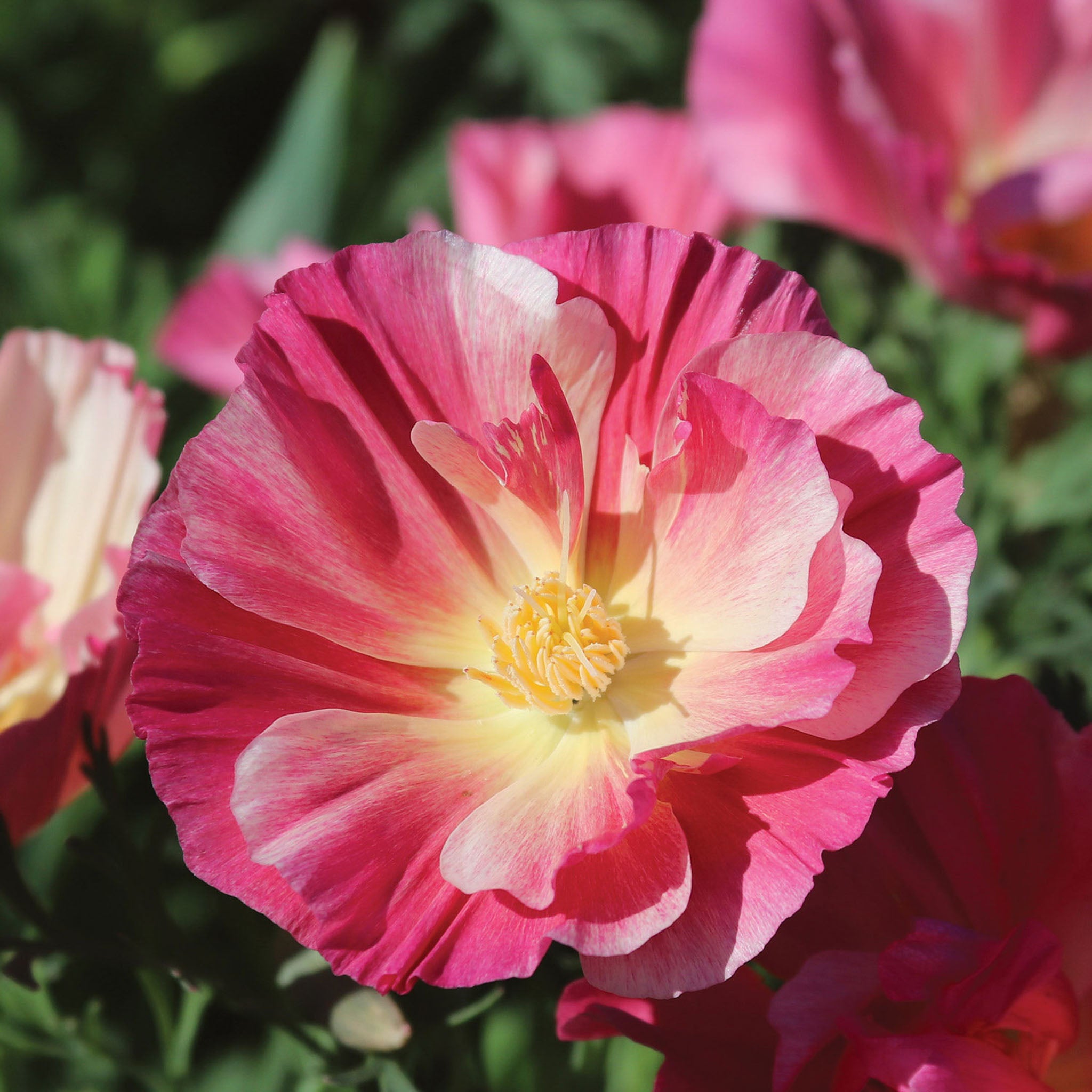 California Watermelon Heaven Poppy