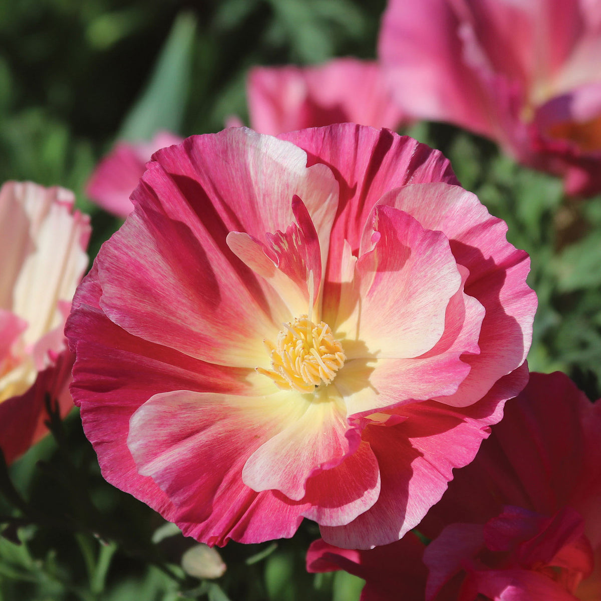 California Watermelon Heaven Poppy