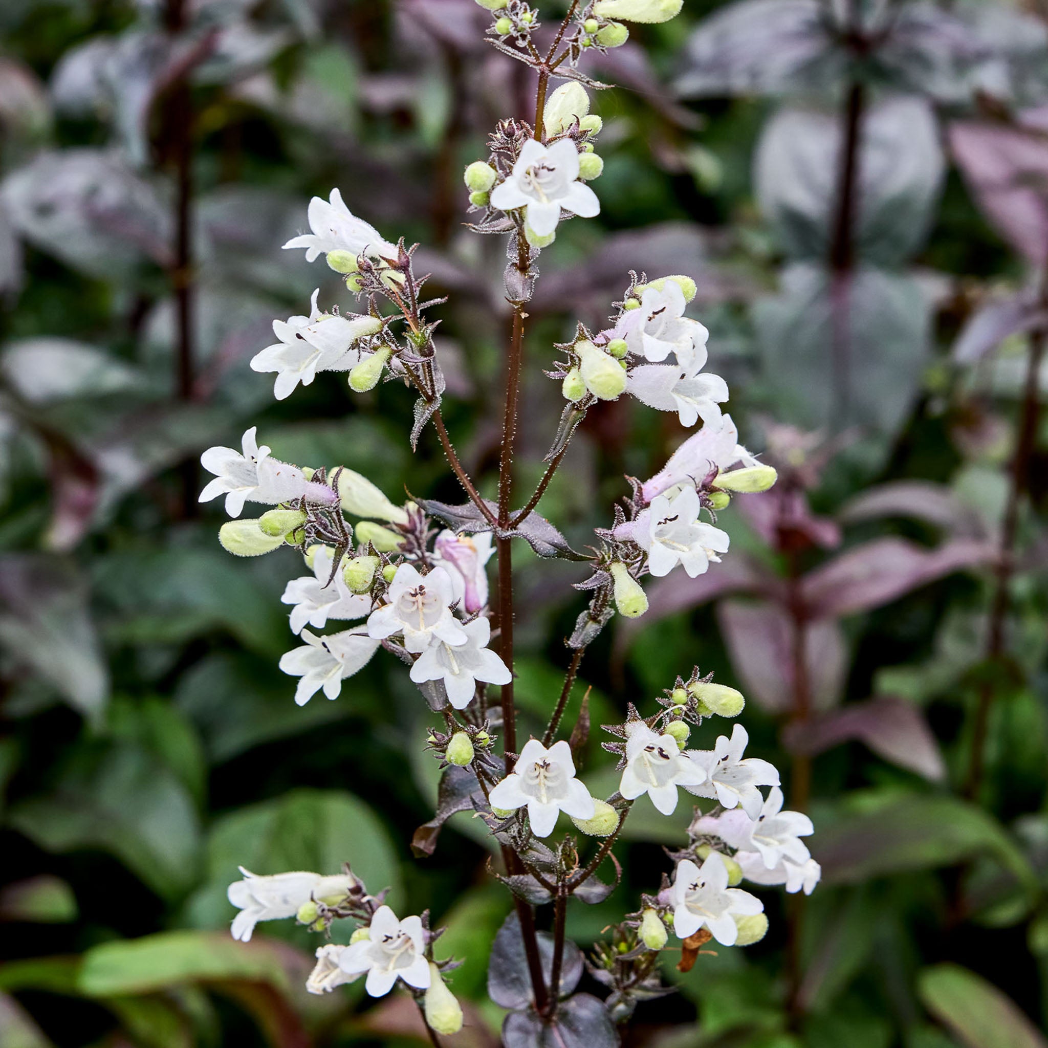 Onyx and Pearls Penstemon