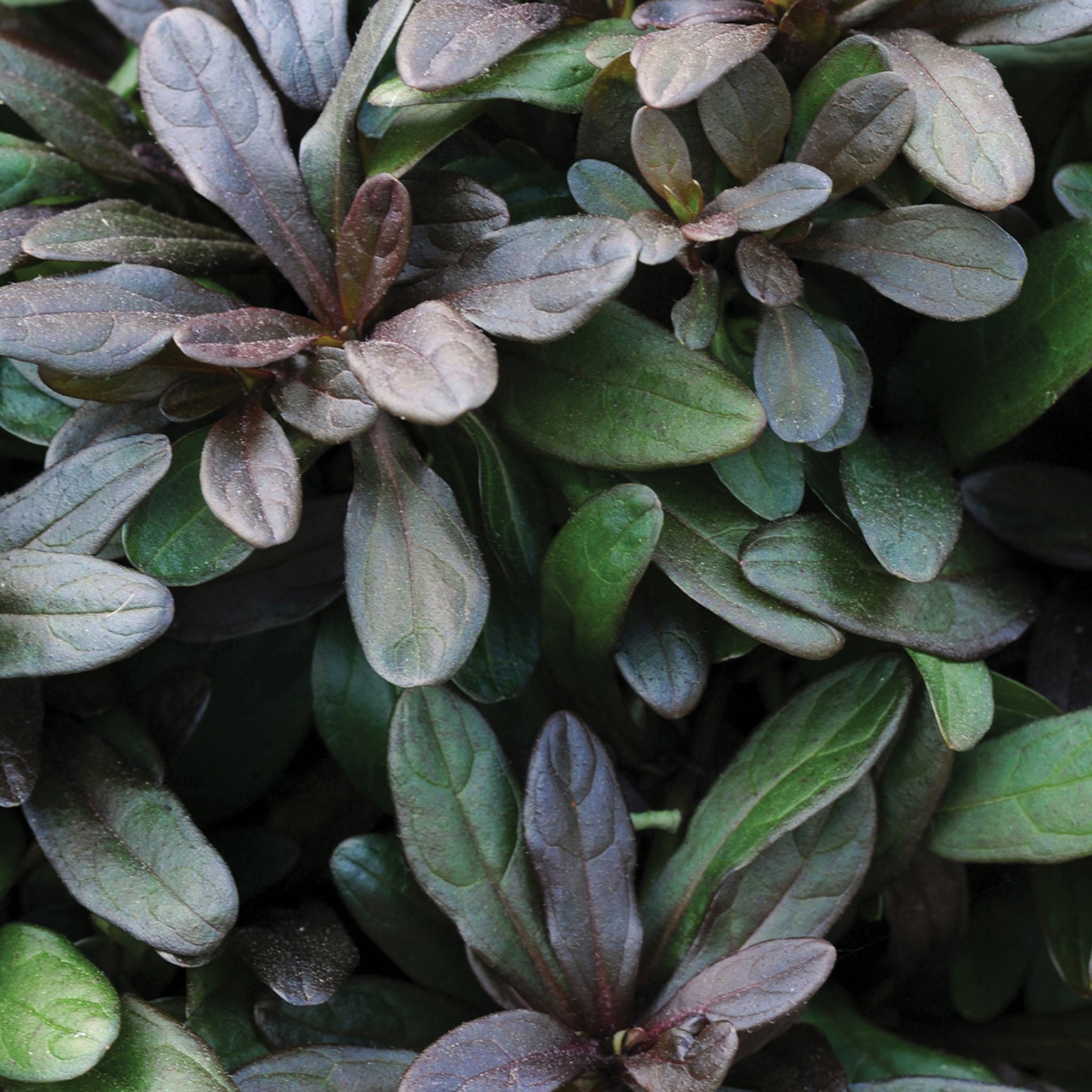 Chocolate Chip Ajuga