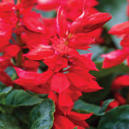 Flare Salvia