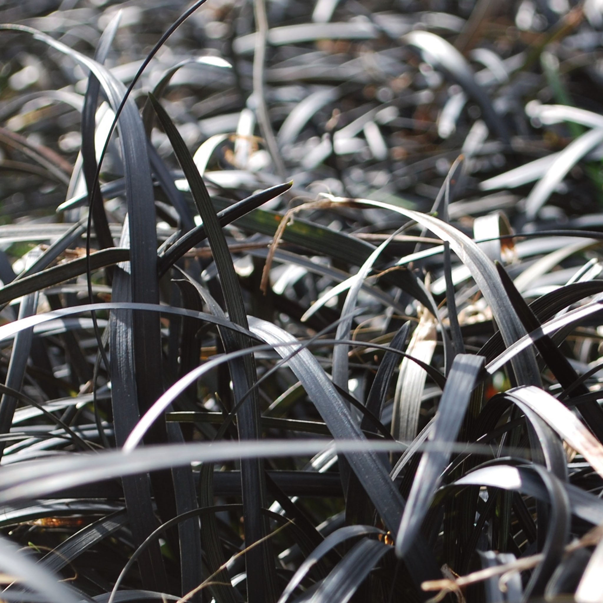 Black Mondo Ophiopogon Planiscapus