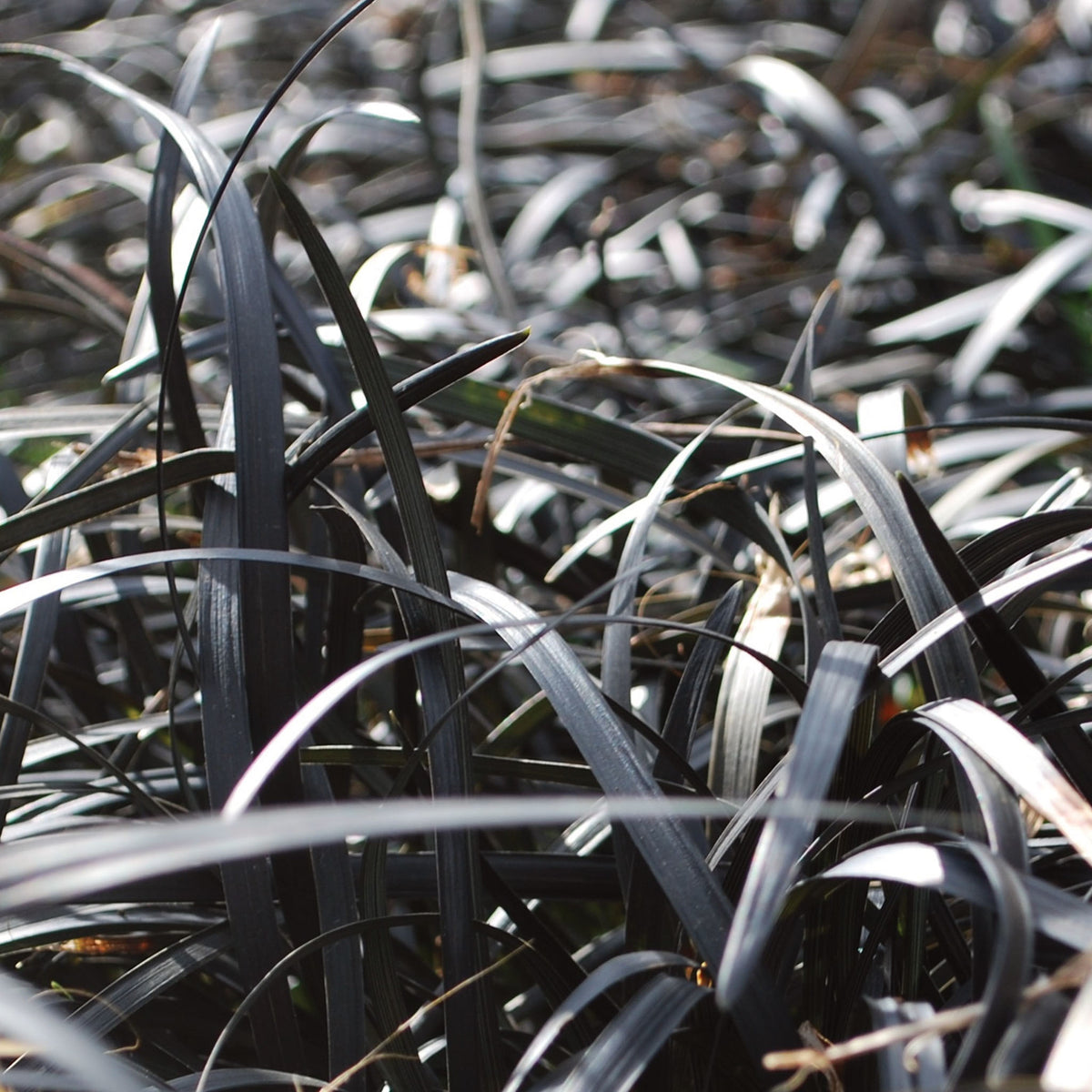 Black Mondo Ophiopogon Planiscapus