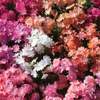 Elise Mix Lewisia