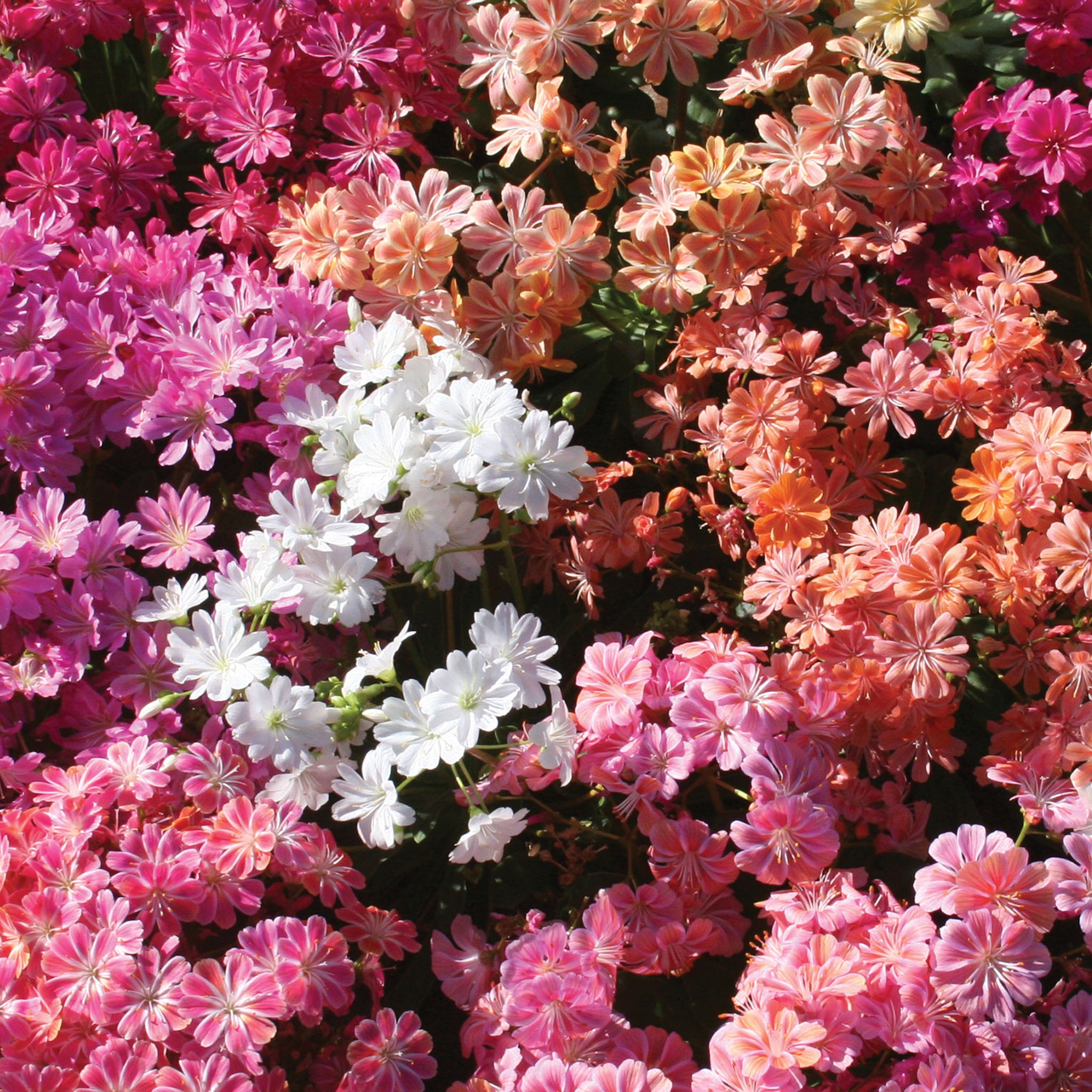 Elise Mix Lewisia