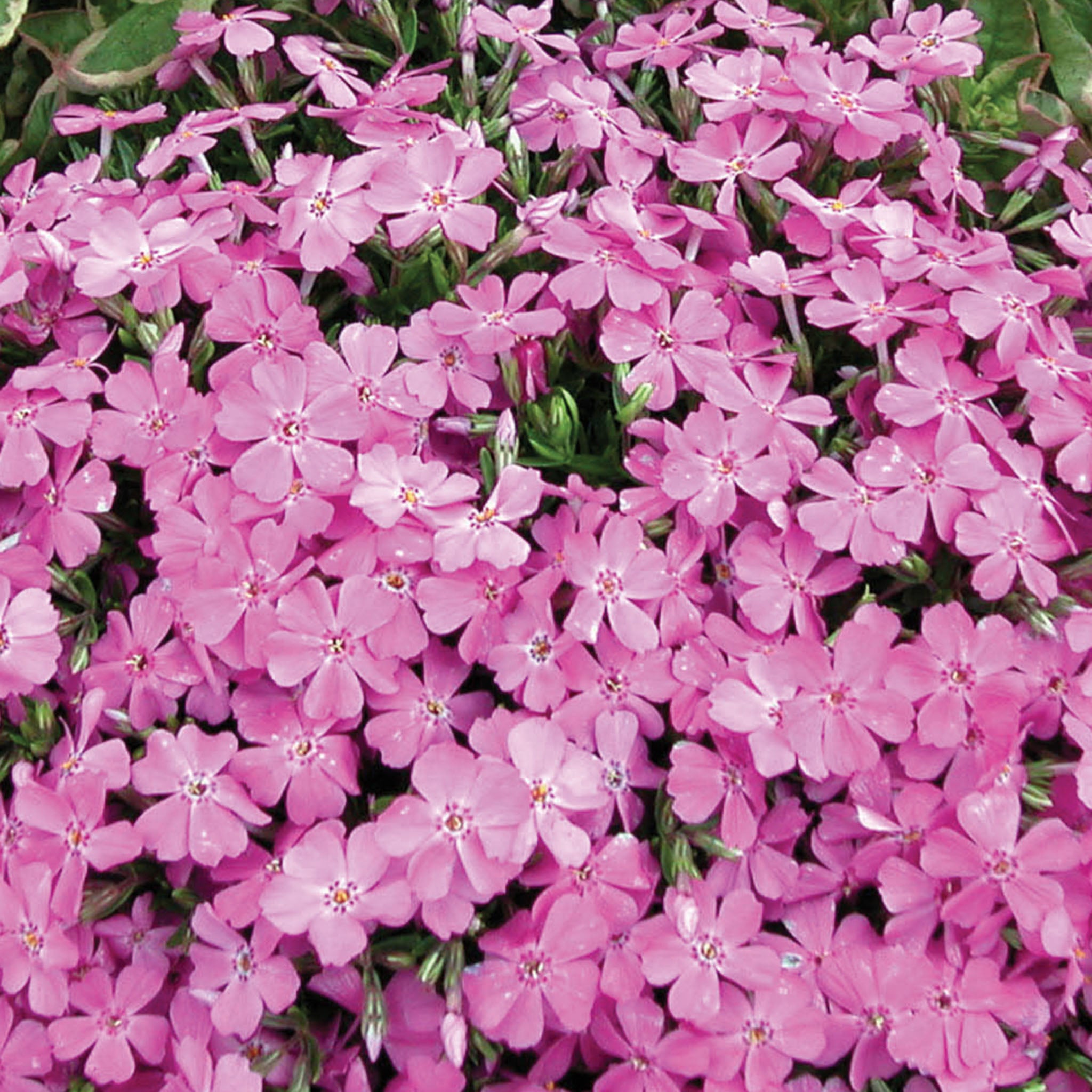 Pink Creeping Phlox