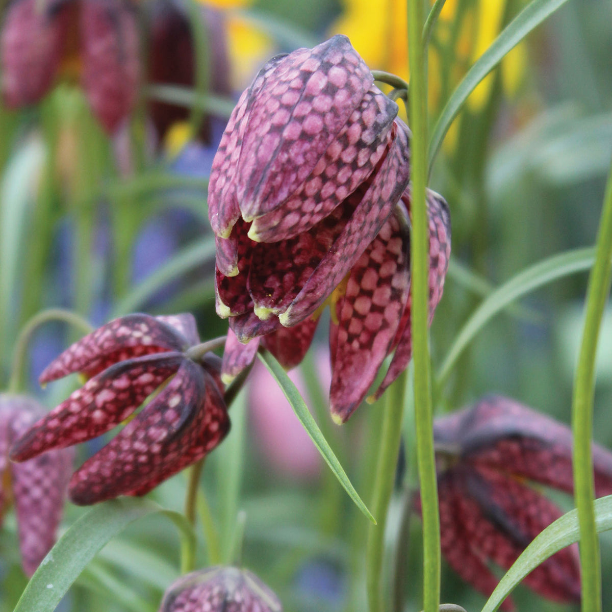 Fritillaria Meleagris Checkered Lily Bulbs