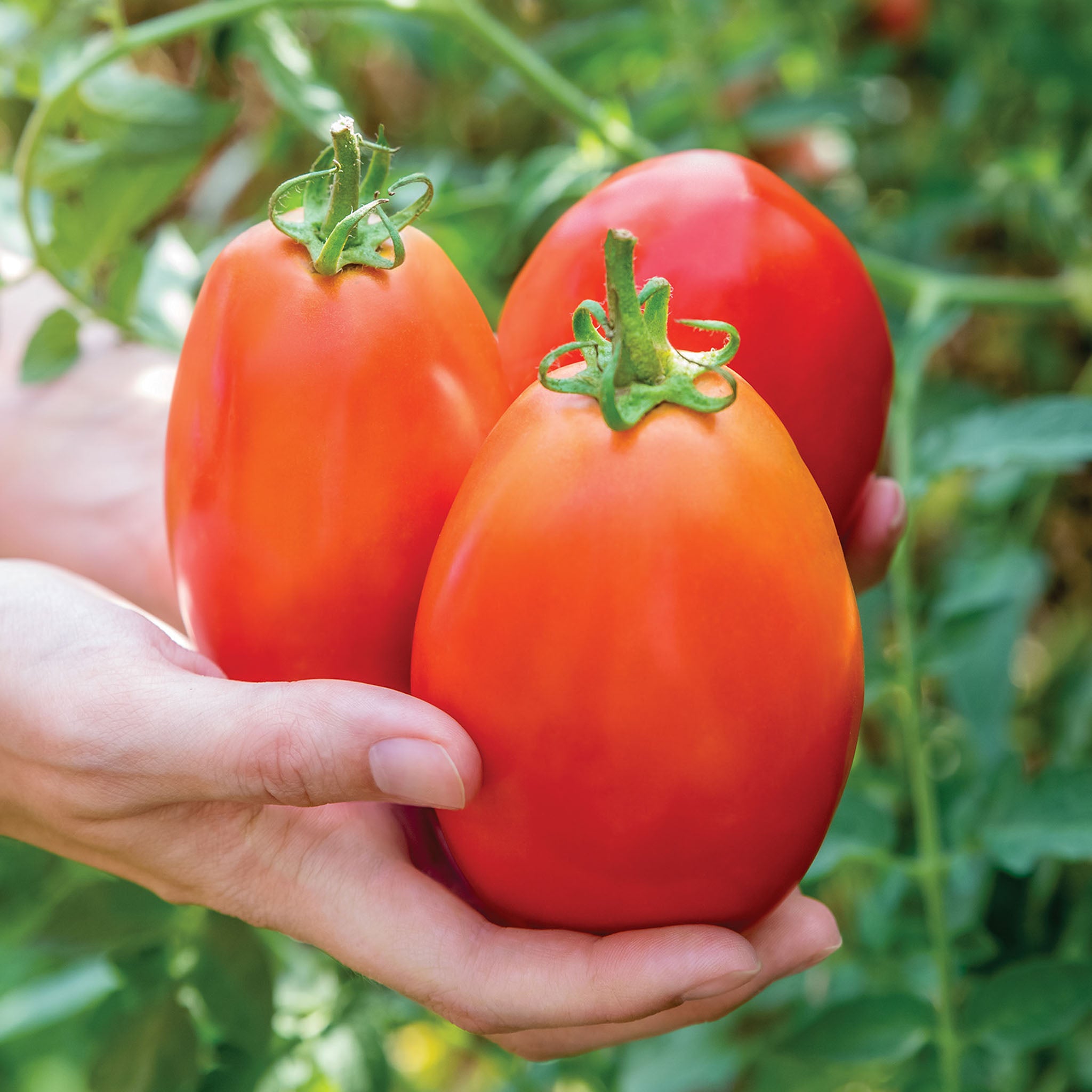 Gladiator Tomato