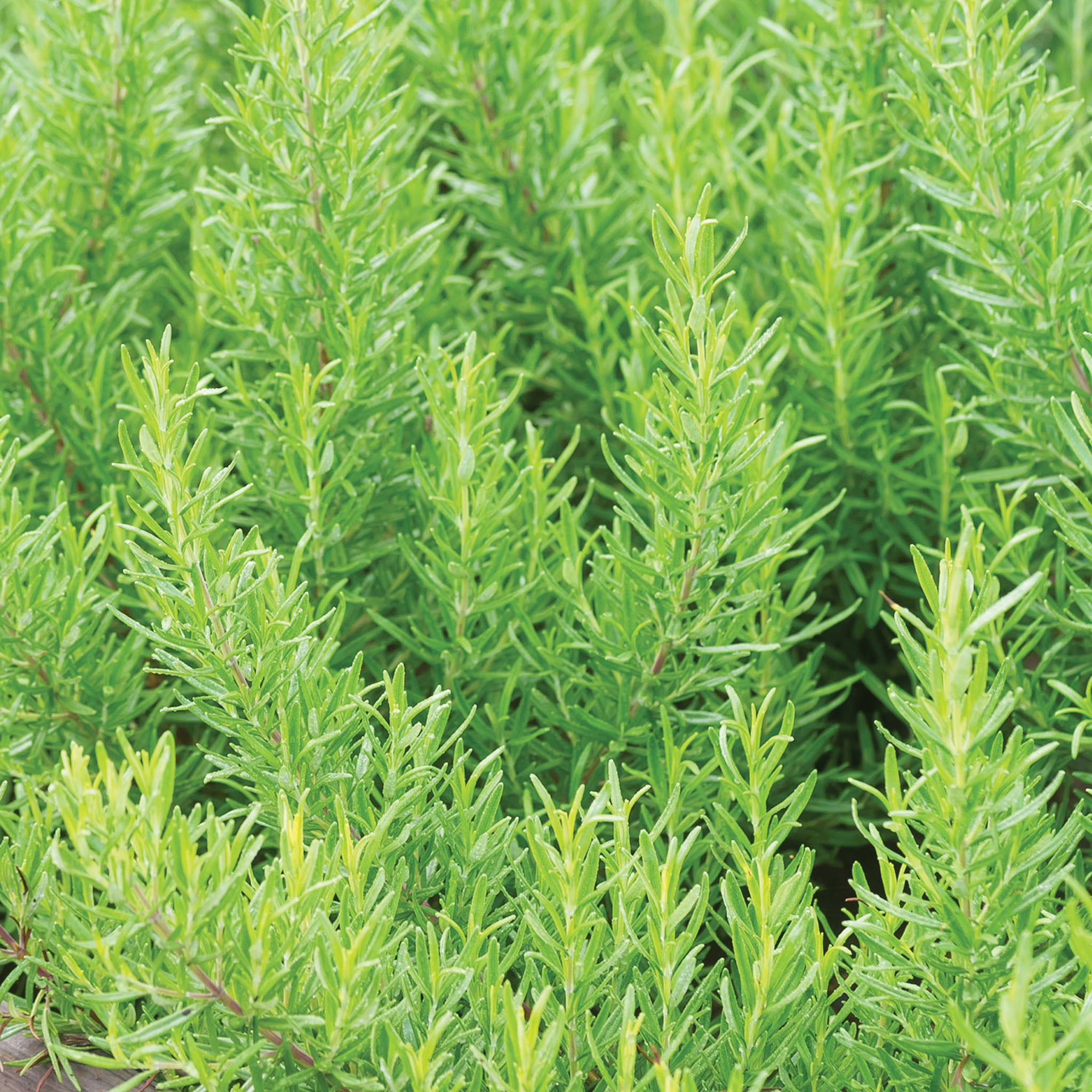 Barbeque Rosemary