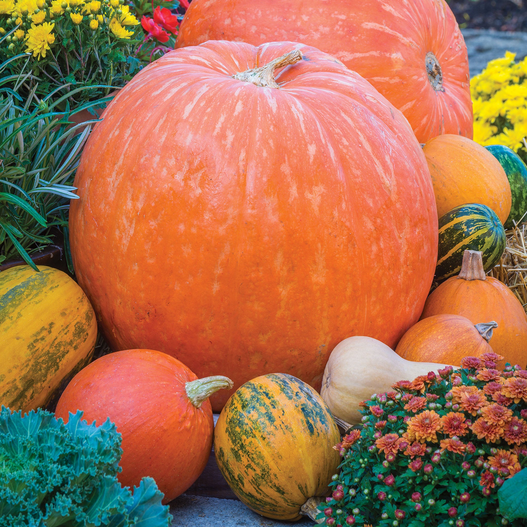 Big Max Pumpkin