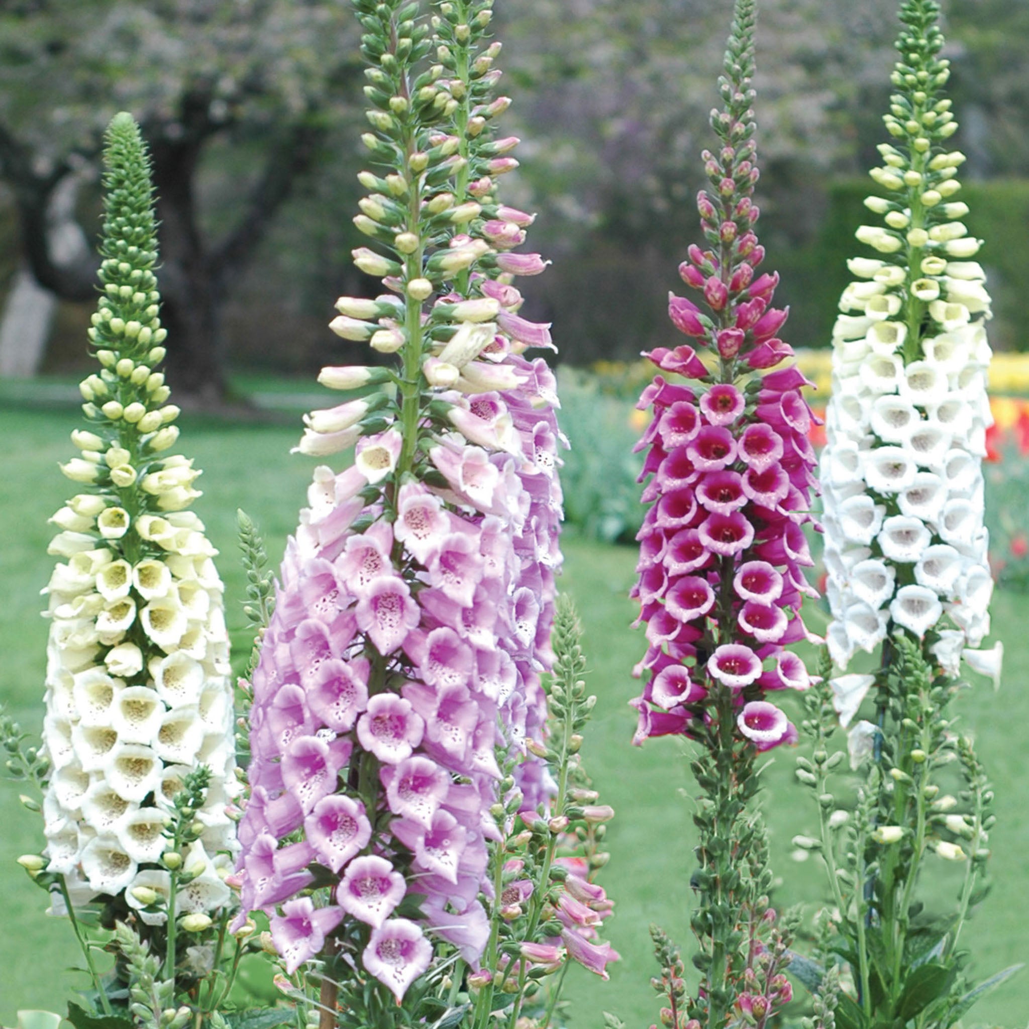 Foxy Mixed Colors Foxglove
