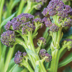 Burgundy Sprouting Broccoli